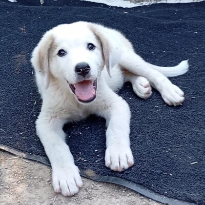 Paul - neugierig und voller Lebensfreude / Vorgemerkt, Schäferhund-Mischling Welpen - Rüde