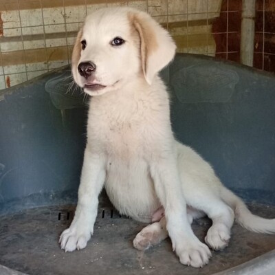 Paul - neugierig und voller Lebensfreude / Vorgemerkt, Schäferhund-Mischling Welpen - Rüde
