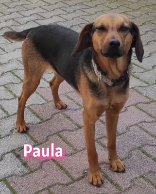Paula, Bracke - Hündin