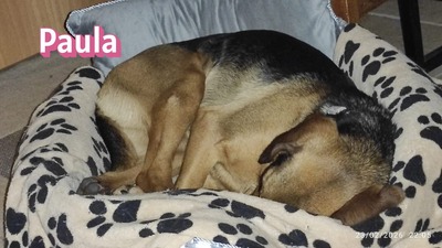 Paula, Bracke - Hündin