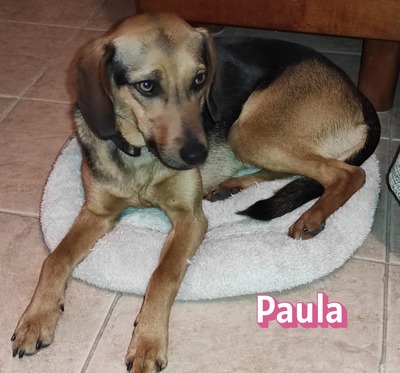Paula, Bracke - Hündin