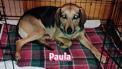 Paula, Bracke - Hündin