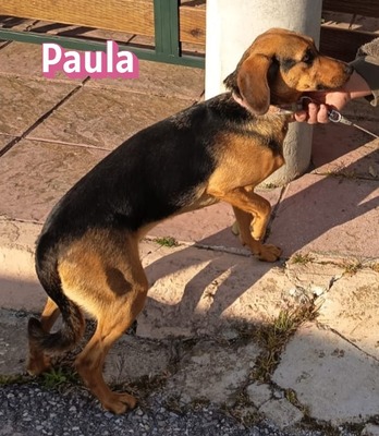 Paula, Bracke - Hündin