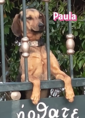 Paula, Bracke - Hündin