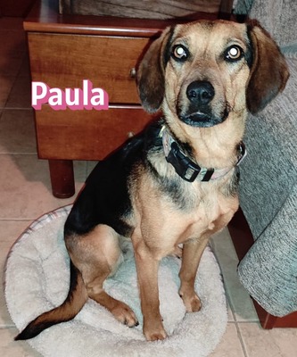 Paula, Bracke - Hündin