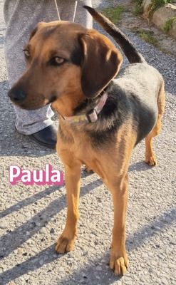 Paula, Bracke - Hündin