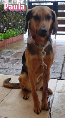 Paula, Bracke - Hündin