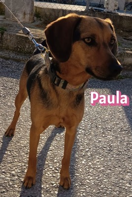 Paula, Bracke - Hündin