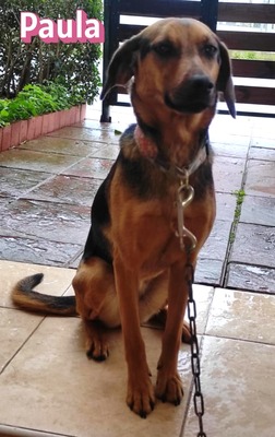Paula, Bracke - Hündin