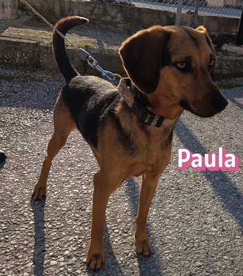 Paula, Bracke - Hündin