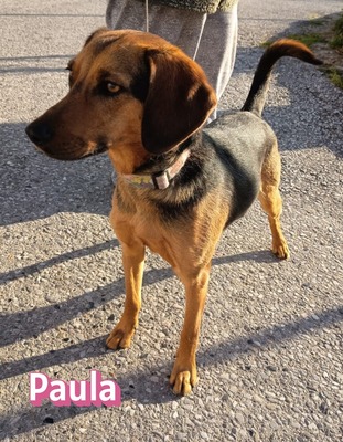 Paula, Bracke - Hündin