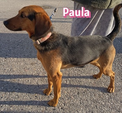 Paula, Bracke - Hündin