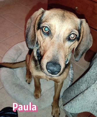 Paula, Bracke - Hündin