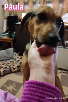 Paula, Bracke - Hündin