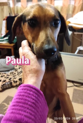 Paula, Bracke - Hündin