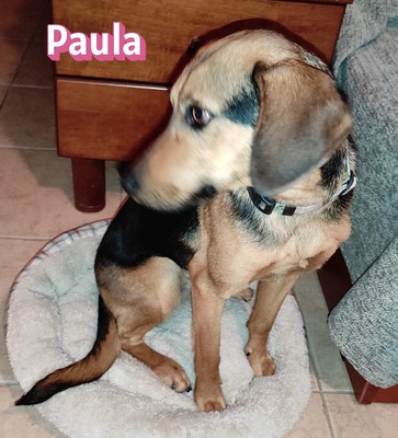 Paula, Bracke - Hündin