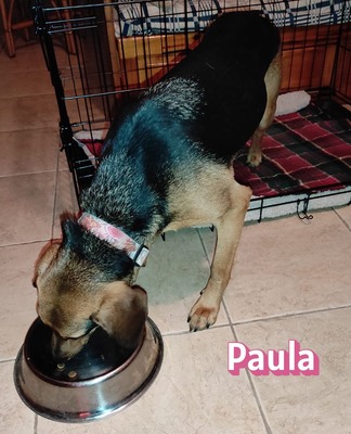 Paula, Bracke - Hündin
