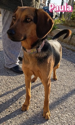 Paula, Bracke - Hündin