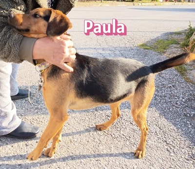 Paula, Bracke - Hündin