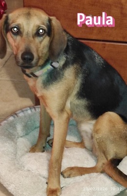 Paula, Bracke - Hündin