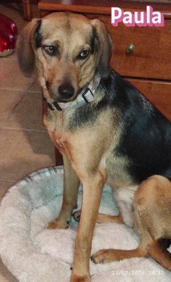 Paula, Bracke - Hündin