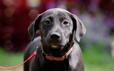 Paula, Mischling Welpen - Hündin