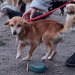 Paula, Mix - Hündin