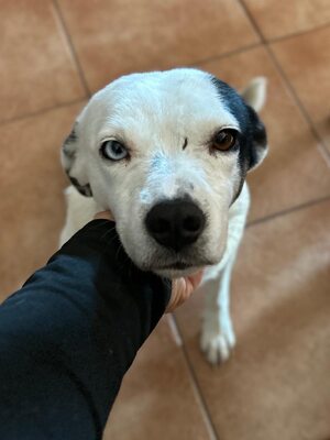 Paula ist unser Seelenhund