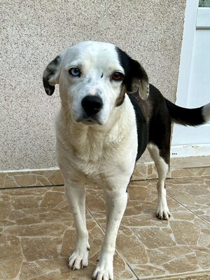 Paula ist unser Seelenhund, Mischling - Hündin