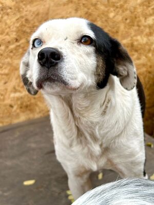 Paula ist unser Seelenhund, Mischling - Hündin