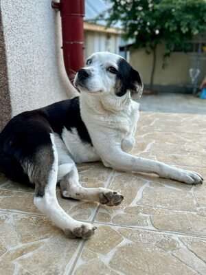 Paula ist unser Seelenhund, Mischling - Hündin