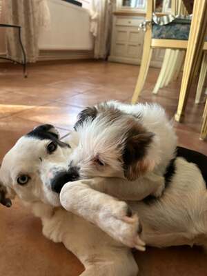 Paula ist unser Seelenhund, Mischling - Hündin