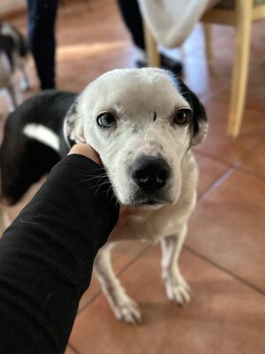 Paula ist unser Seelenhund, Mischling - Hündin