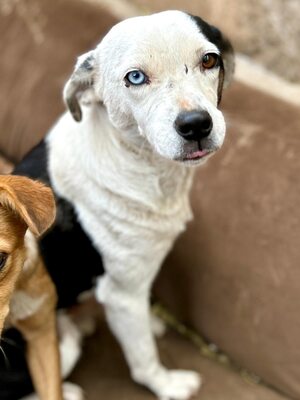 Paula ist unser Seelenhund, Mischling - Hündin
