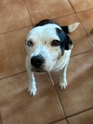 Paula ist unser Seelenhund, Mischling - Hündin