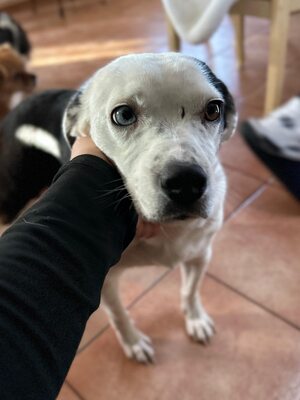 Paula ist unser Seelenhund, Mischling - Hündin