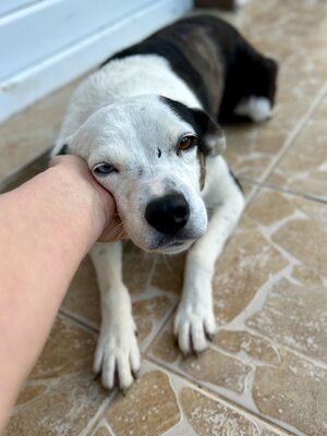 Paula ist unser Seelenhund, Mischling - Hündin