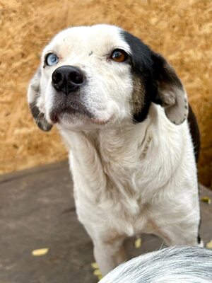 Paula ist unser Seelenhund, Mischling - Hündin