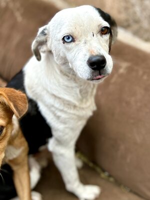 Paula ist unser Seelenhund, Mischling - Hündin
