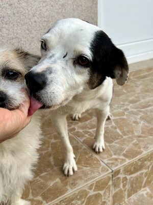 Paula ist unser Seelenhund, Mischling - Hündin