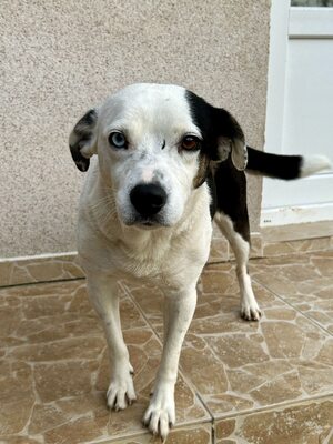 Paula ist unser Seelenhund, Mischling - Hündin