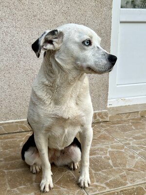 Paula ist unser Seelenhund, Mischling - Hündin