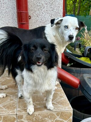 Paula ist unser Seelenhund, Mischling - Hündin