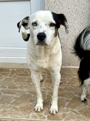 Paula ist unser Seelenhund, Mischling - Hündin