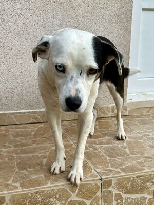 Paula ist unser Seelenhund, Mischling - Hündin