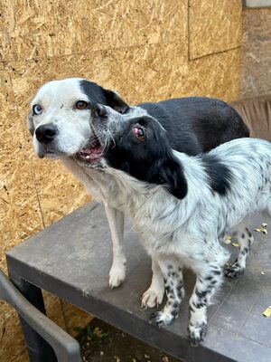 Paula ist unser Seelenhund, Mischling - Hündin