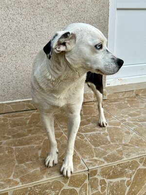 Paula ist unser Seelenhund, Mischling - Hündin