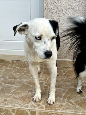 Paula ist unser Seelenhund, Mischling - Hündin