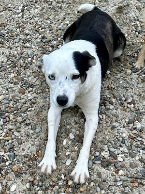 Paula ist unser Seelenhund, Mischling - Hündin