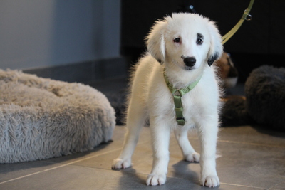 Paulchen, Mischling Welpen - Rüde